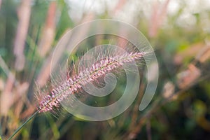 Beautiful blur Forest meadow with wild grasses light background