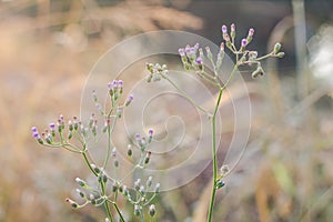 Beautiful blur Forest meadow with wild grasses light background