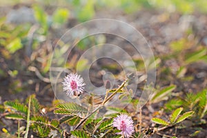 Beautiful blur Forest meadow with wild grasses light background