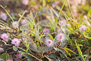 Beautiful blur Forest meadow with wild grasses light background