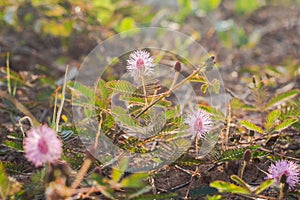 Beautiful blur Forest meadow with wild grasses light background