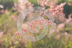 Beautiful blur Forest meadow with wild grasses light background