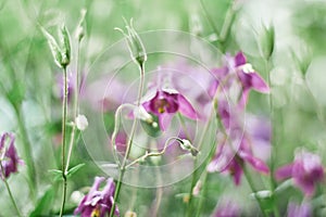 Beautiful blurred background with Aquilegia flowers. the watercolor effect