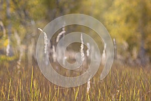 Beautiful blurred background image of autumn nature with trees