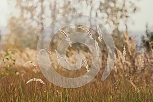 Beautiful blurred background image of autumn nature with trees, yellowed foliage and grass