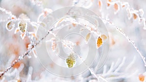 Beautiful blurred delicate winter frost nature background banner. Ice covered, frost leaves close up. Frosen branch of tree