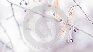 Beautiful blurred delicate winter frost nature background banner. Ice covered, frost leaves close up. Frosen branch of tree