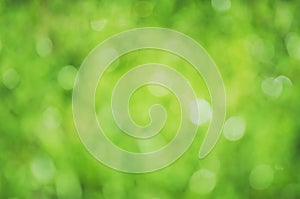 Beautiful blurred natural creative green background for use in design