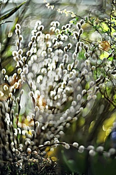 Blurred spring background of willow branches