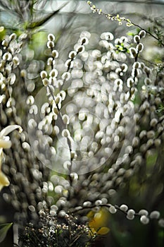 blurred spring background of willow branches