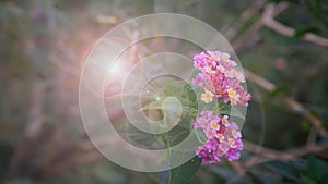 Beautiful blurry nature background with blooming flowers and sun flare effect