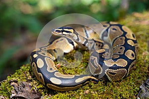 A beautiful boa constrictor lives in a terrarium. Keeping the snake in artificial conditions. Cold-blooded and reptile