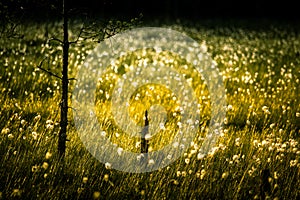 A beautiful bog landscape with cottongrass in sunset with a sun flare