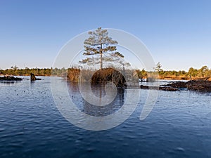 Beautiful bog landscape in the morning