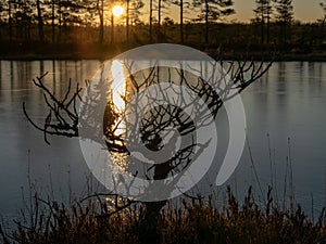 Beautiful bog landscape at sunrise