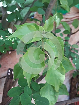 A  beautiful  bogan vel plant