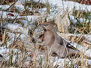 Beautiful bohemian waxwing Bombycilla garrulus with grey plumage, black face markings, pointed crest, wings patterned with white