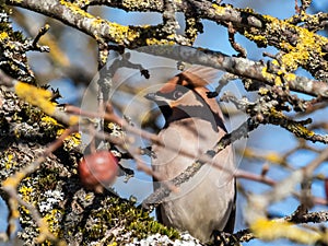 Beautiful bohemian waxwing Bombycilla garrulus with grey plumage, black face markings, pointed crest, wings patterned with white