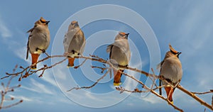 Beautiful Bohemian Waxwings Lined Up on a Branch