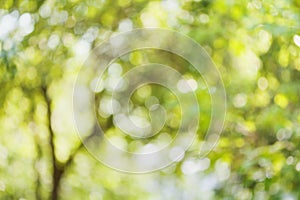 Beautiful bokeh background of defocused tree. Natural blurred backdrop of green leaves. Summer or spring season.