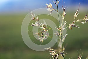 Beautiful bokeh, plants and mountains