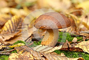 A beautiful Bolete mushroom growing from the forest floor in the UK.