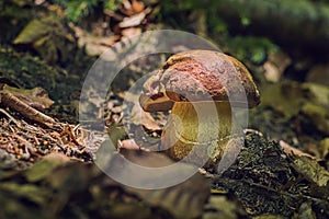 Beautiful boletus mushroom on the forest floor edible Boletus pinophilus with a dark hea