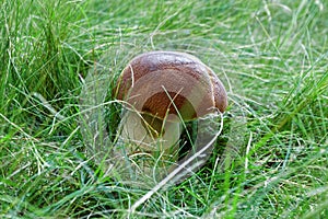 Beautiful boletus reticulatus