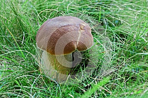 Beautiful boletus reticulatus