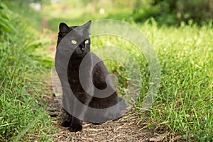Bombay black cat in green grass. Outdoors, nature