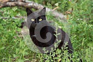 Beautiful bombay black cat portrait in green grass. Outdoors, nature