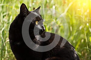 Beautiful bombay black cat portrait in profile in nature in sunlight