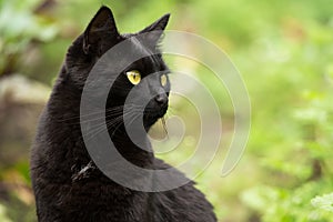 Beautiful bombay black cat portrait in profile with yellow eyes and attentive look close-up with copyspace