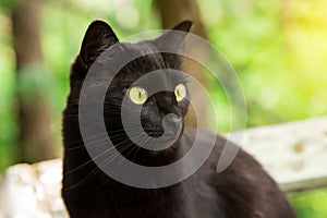 Beautiful bombay black cat portrait in profile with yellow eyes, copy space