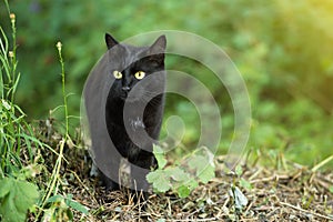 Beautiful bombay black cat portrait with yellow eyes and attentive look in green grass in nature