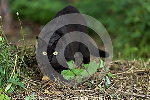 Beautiful bombay black cat portrait with yellow eyes and attentive look in green grass in nature