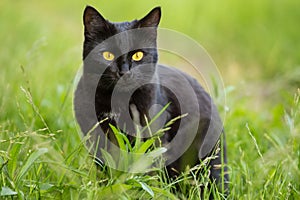 Beautiful bombay black cat portrait with yellow eyes and attentive look in green grass in nature