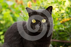 Beautiful bombay black cat portrait with yellow eyes and attentive look in green grass in nature