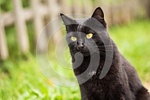 Beautiful bombay black cat portrait with yellow eyes and attentive look in green grass outdoors in nature, copyspace