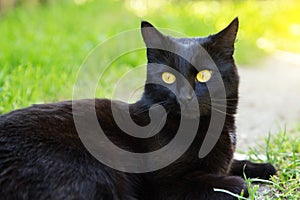 Beautiful bombay black cat portrait with yellow eyes close up in green grass in nature in spring summer