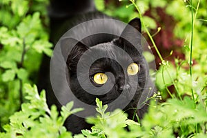 Beautiful bombay black cat portrait with yellow eyes closeup in green grass in garden