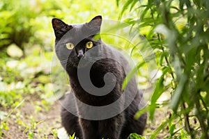 Beautiful bombay black cat portrait with yellow eyesBeautiful bombay black cat portrait with yellow eyes in gre