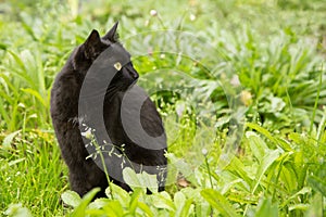 Beautiful bombay black cat with yellow eyes and attentive look in green grass in nature, copyspace