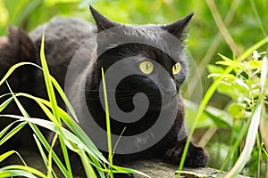 Beautiful bombay black cat with yellow eyes and attentive look lies in green grass in nature