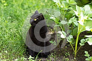 Beautiful bombay black cat with yellow eyes. Cat sit in green grass and plants in nature in garden