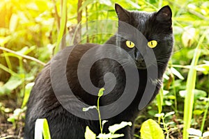 Beautiful bombay black cat with yellow eyes close-up in green grass in nature in sunlight. Spring, summer