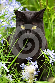 Beautiful bombay black cat with yellow eyes in garden with blue flowers and grass