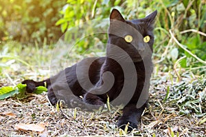 Beautiful bombay black cat with yellow eyes and insight look outdoors