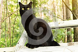 Beautiful bombay black cat with yellow eyes and insight look. Spring, summer