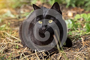 Beautiful bombay black cat with yellow eyes lies outdoors in nature, close up